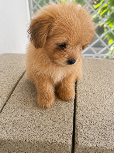 Shih Tzu Mix