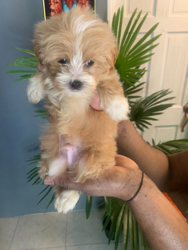 Shih Tzu Mix