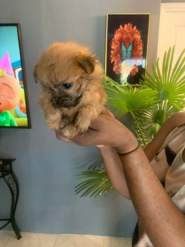 Shih Tzu Mix Other Pets Montego Bay
