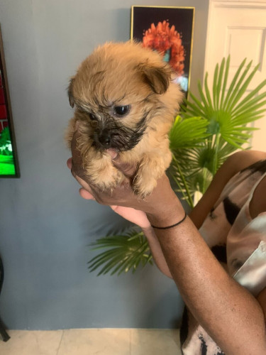 Shih Tzu Mix