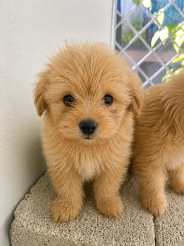 Shih Tzu Mix