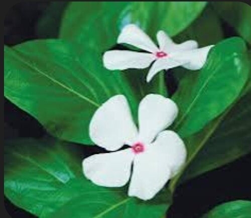 Natural Cosmetics