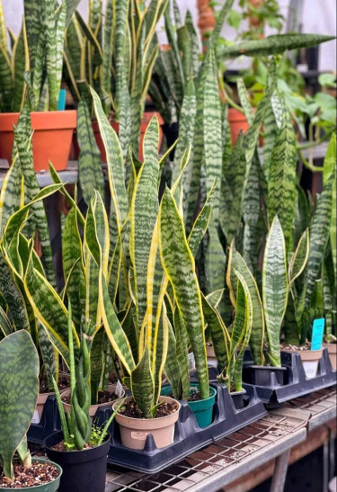 Snake Plants For Sale Other Market Kingston