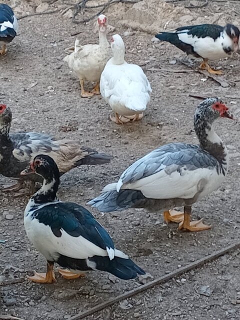 Muscovy