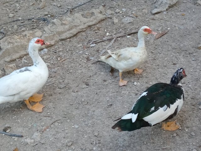 Muscovy Birds Hampstead