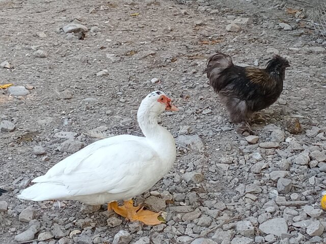 Muscovy