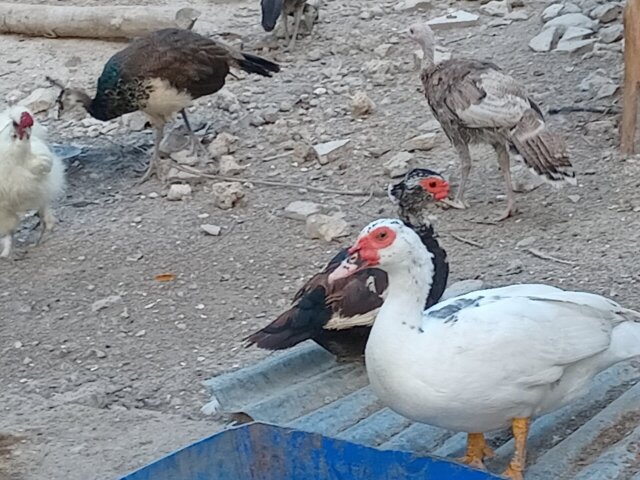 Muscovy