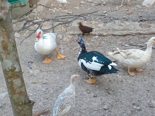 Muscovy