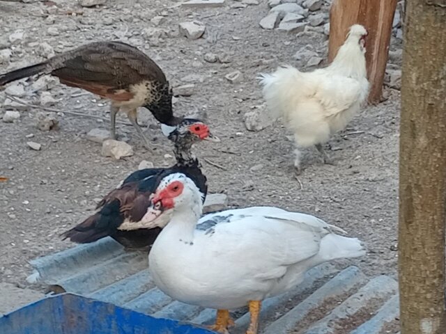 Muscovy
