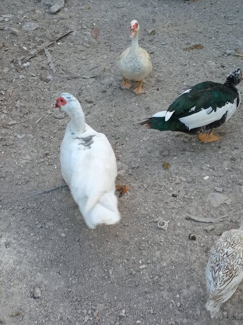 Muscovy