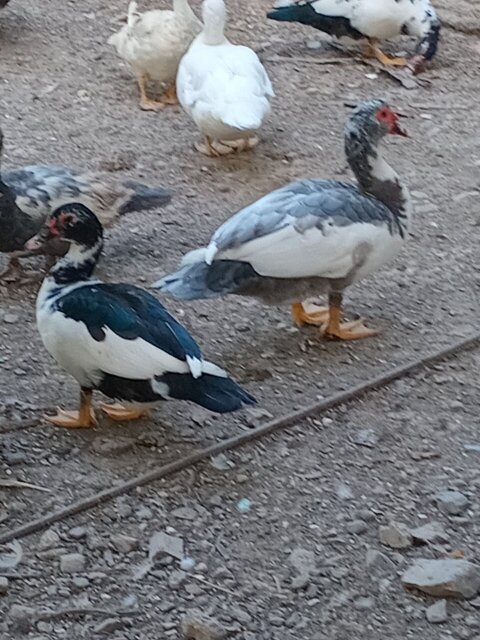 Muscovy