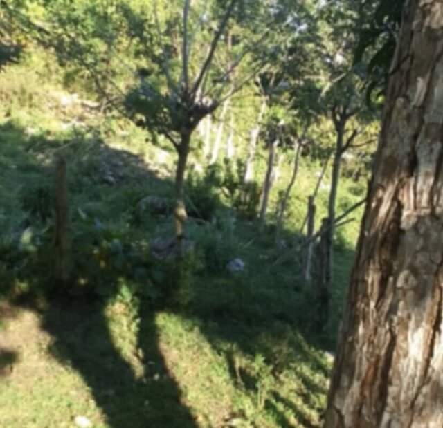 13 Acres Of Land In Bluefields Westmoreland