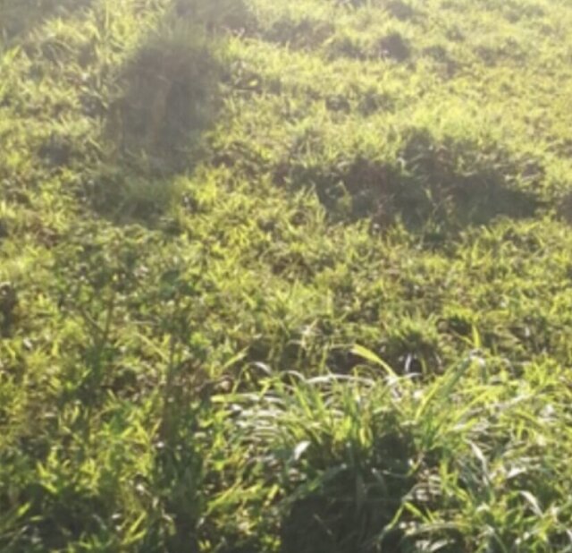 13 Acres Of Land In Bluefields Westmoreland
