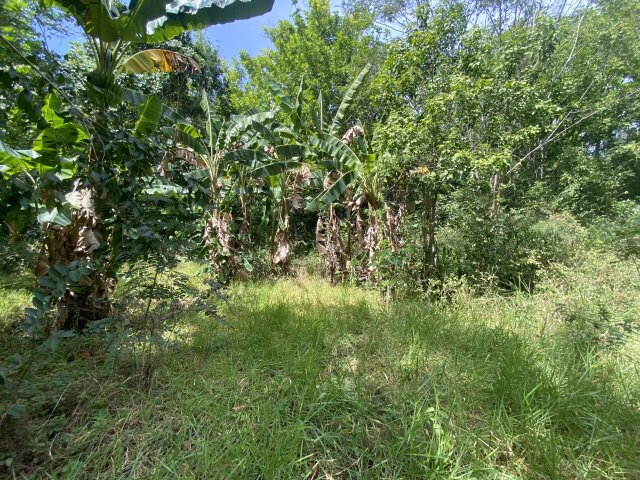 John Dandy, Four Paths: Just Over 10 Acres Of Land