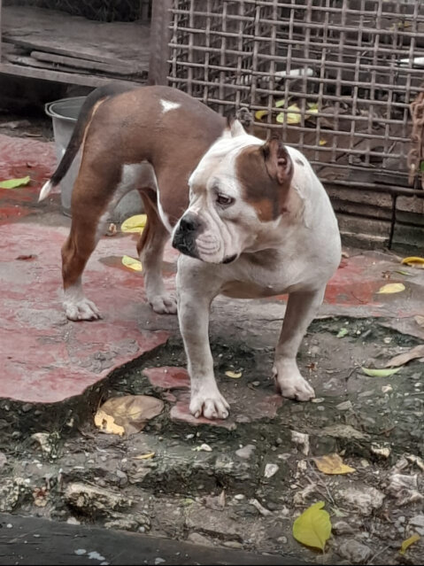 Male Bulldog For Sale