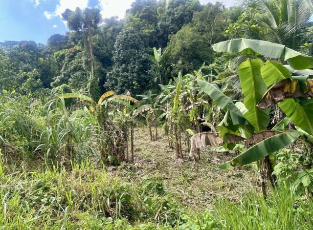 Over Two And Half Acres Of Land Land Golden Brook Community, Golden Spring, Stony Hill