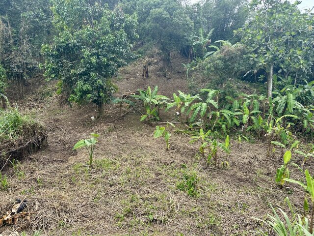 Over Two And Half Acres Of Land