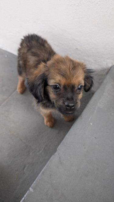 Pomeranian And Shih Tzu Hybrid Dog For Sale Dogs Runaway Bay