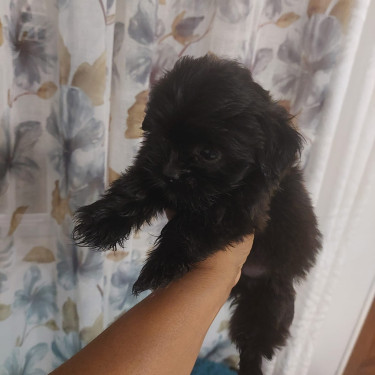Shitzu Poodle For Sale Dogs Red Hills