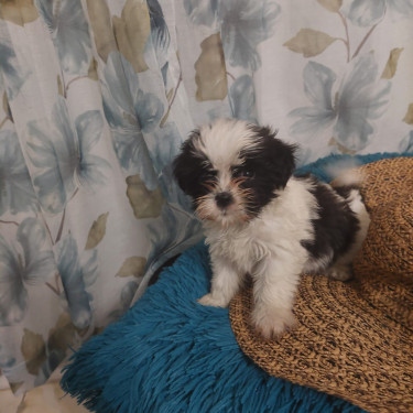 Shitzu Poodle For Sale