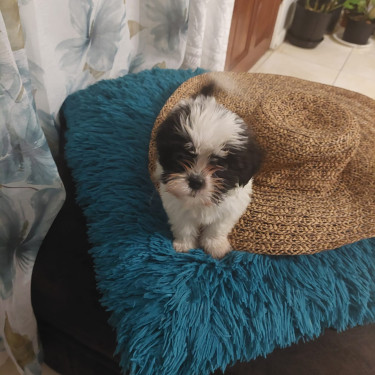 Shitzu Poodle For Sale