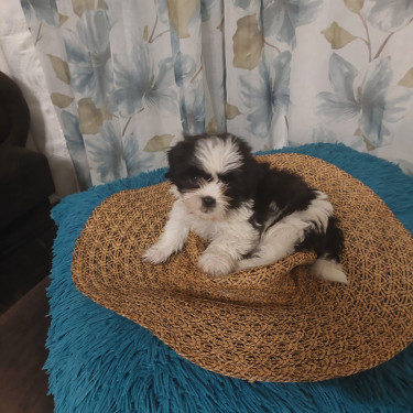 Shitzu Poodle For Sale
