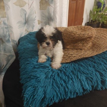 Shitzu Poodle For Sale