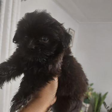 Shitzu Poodle For Sale