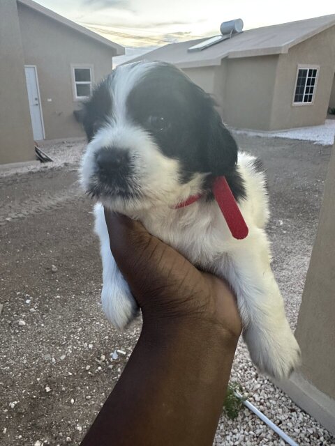 Shihpooh Puppies For Sale Dogs Spanish Town