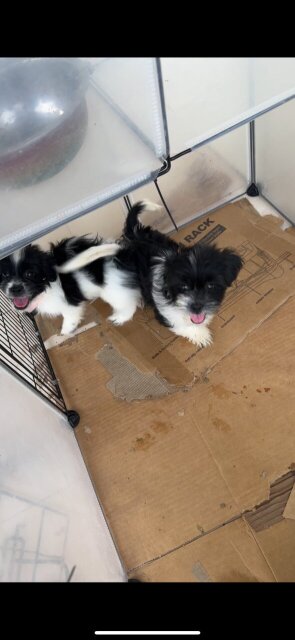 Shihpooh Puppies For Sale