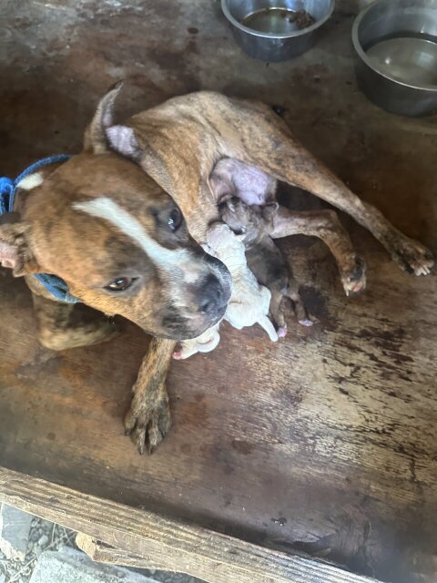 Male Bully Puppy For Sale