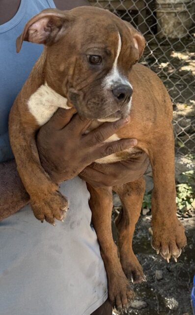 Male Bully Puppy For Sale