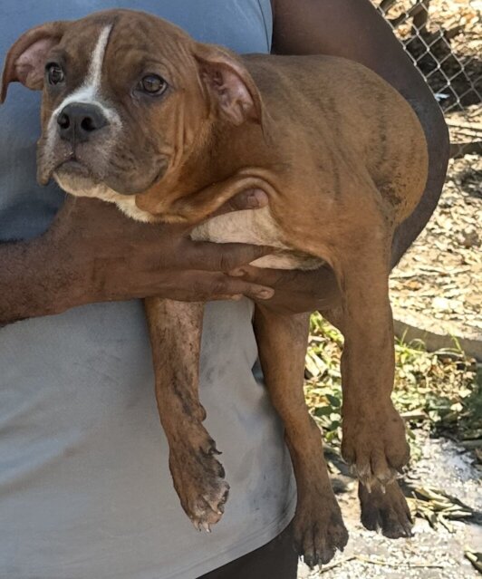Male Bully Puppy For Sale