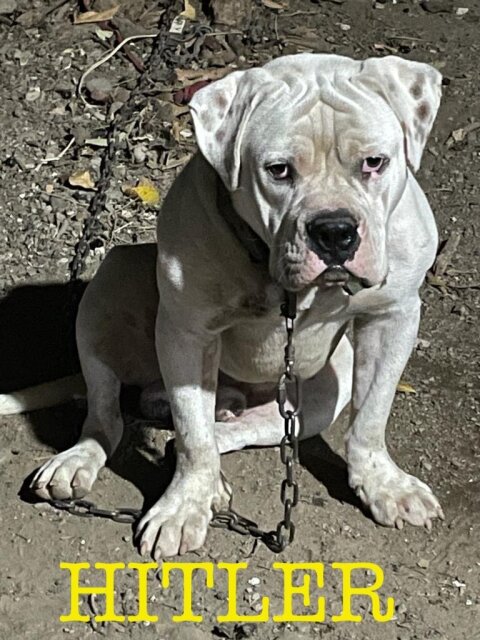 Male Bully Puppy For Sale