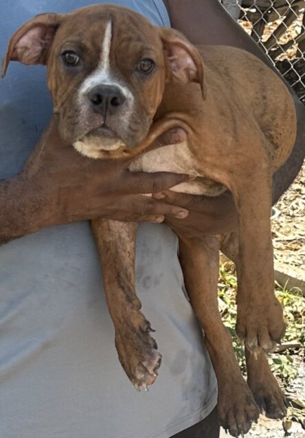 Male Bully Puppy For Sale