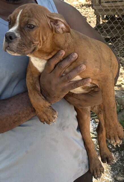Male Bully Puppy For Sale Dogs St Thomas