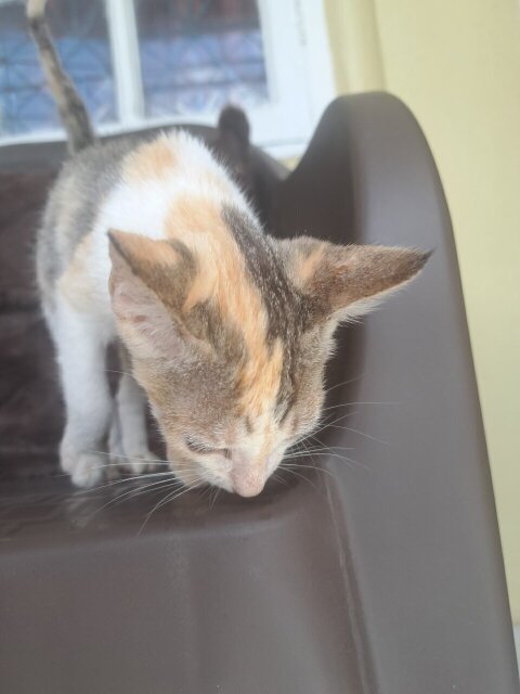 Litter Box Trained Kittens