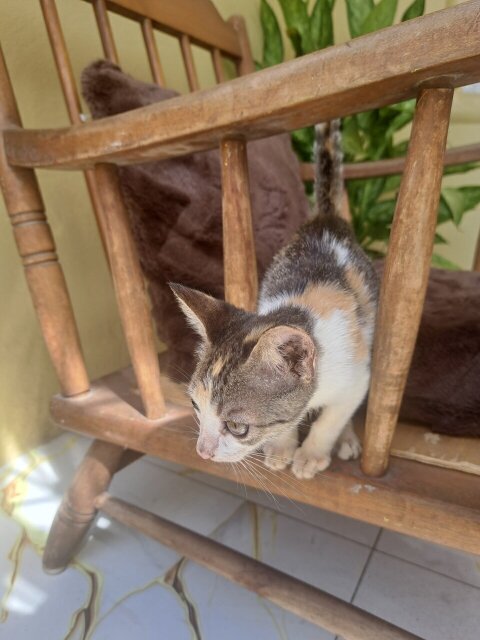Litter Box Trained Kittens
