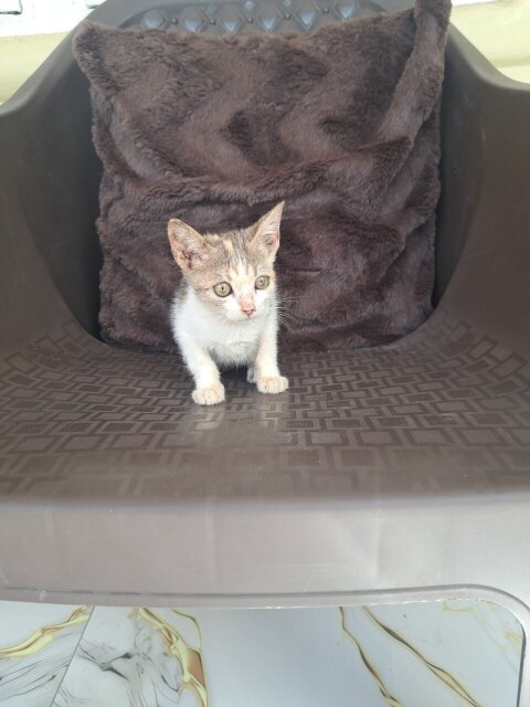 Litter Box Trained Kittens Cats Cooreville Gardens