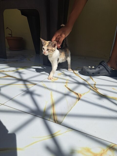 Litter Box Trained Kittens