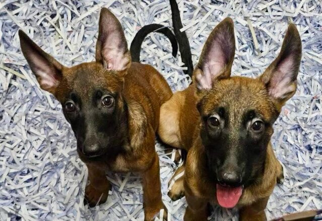 Purebred Belgian Malinois