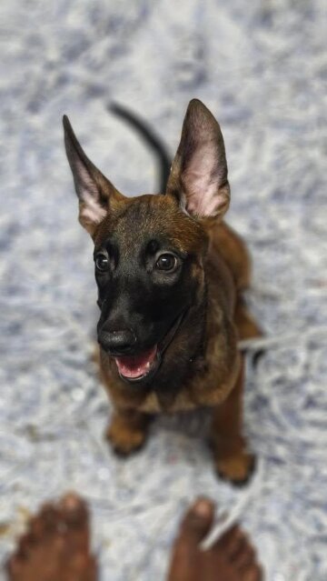 Purebred Belgian Malinois Dogs Kingston