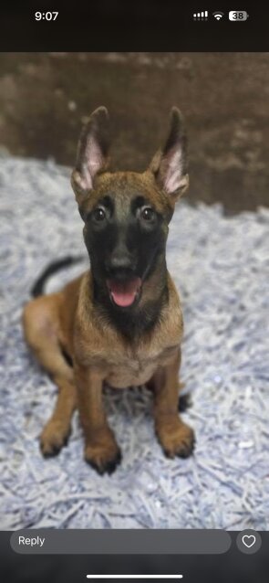 Purebred Belgian Malinois