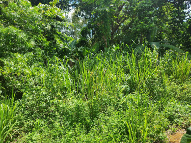 3 Bedroom House Available For Sale In St.Elizabeth