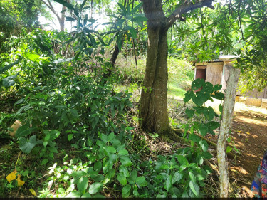 3 Bedroom House Available For Sale In St.Elizabeth