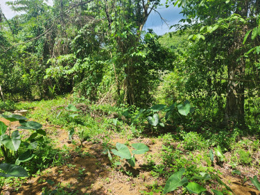 3 Bedroom House Available For Sale In St.Elizabeth