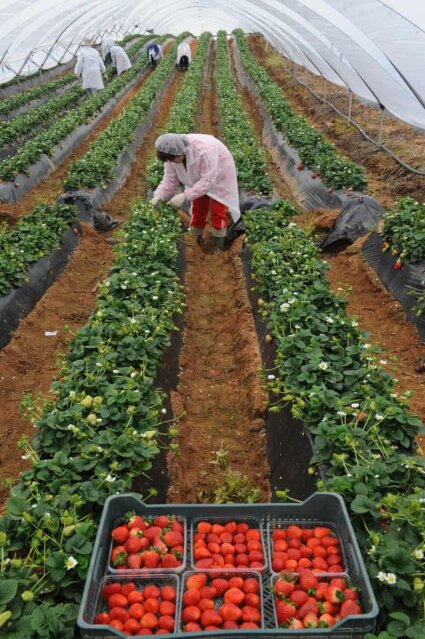 Canada Farm Worker