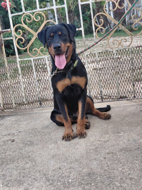 Rottweiler Pup For Sale Dogs Linstead