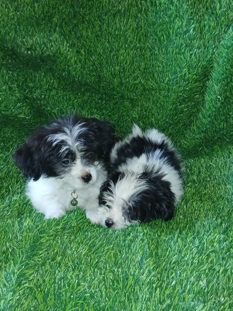 Shihpom Puppy Dogs Old Harbour