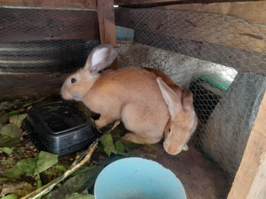 Rabbits 